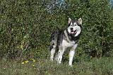 ALASKAN MALAMUTE 345
